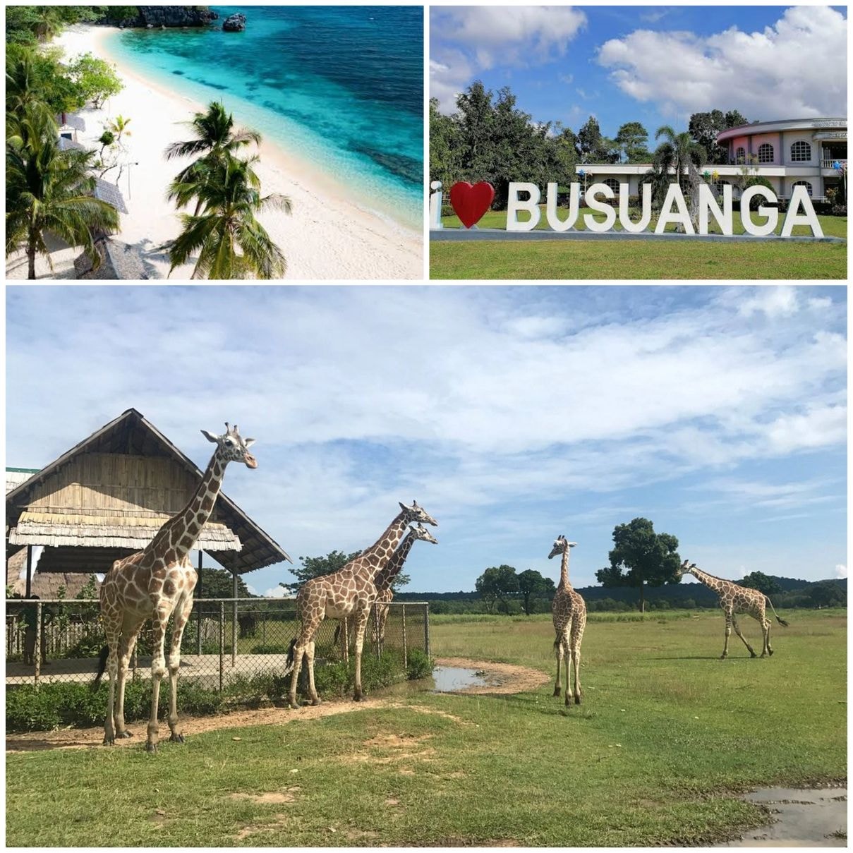 Calauit Safari Tour