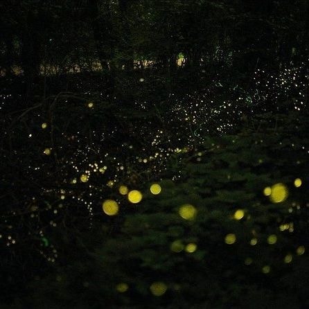 Glittering Fireflies Tour